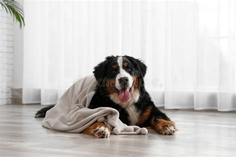 Funny Bernese Mountain Dog With Blanket Stock Image Image Of