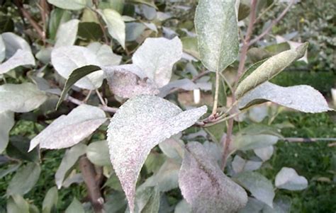 Silver Leaf Fungus Garden Pests And Diseases Gardening Tips