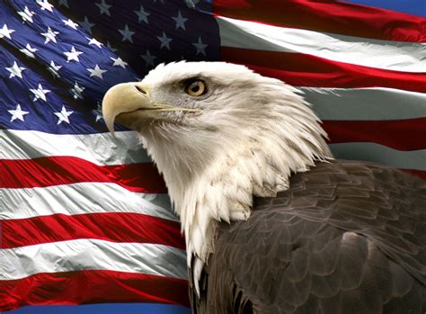 Bald Eagle American Flag Wallpaper Wallpapersafari