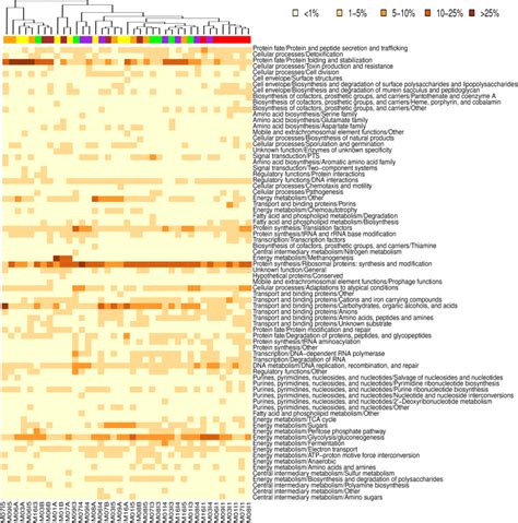 Metabolic Adaptation In The Human Gut Microbiota During Pregnancy And