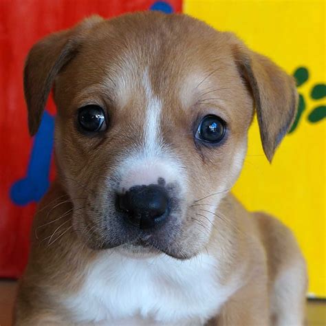 Frankie Pet Adoption Center Dog Adoption San Diego County Frankie