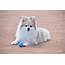 Finnish Spitz Puppy  Cute Pro Care Health Dog Dwell