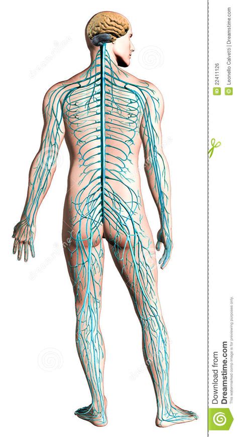 Human Nervous System Diagram Stock Illustration