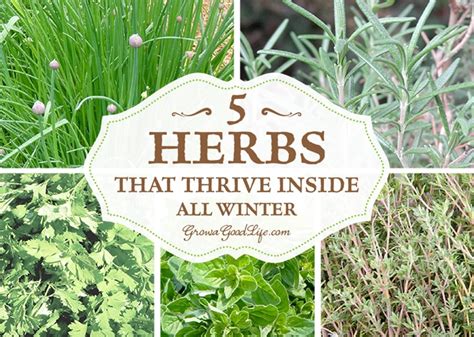 Grow Herbs Indoors 5 Herbs That Thrive Inside