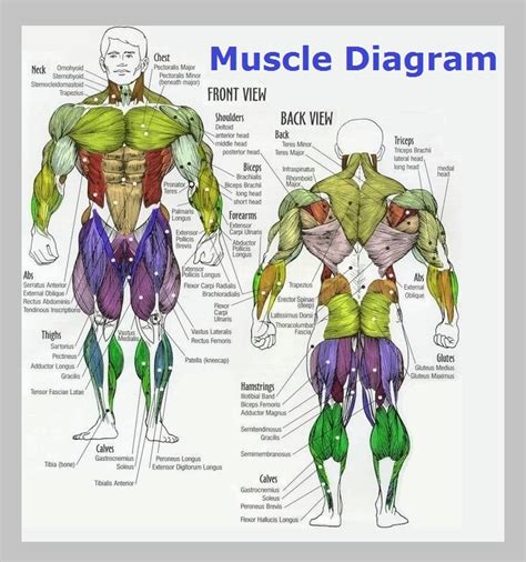 Human Muscles Diagram Human Leg Muscles Diagram Anatomy For Artists The Best Porn Website