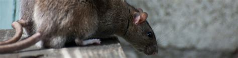 The company provides residential and commercial pest control (roaches, ants, bedbugs, rodents and other), termite control. All About Bugs Pest Control | Richmond, VA Pest, Bed Bug ...