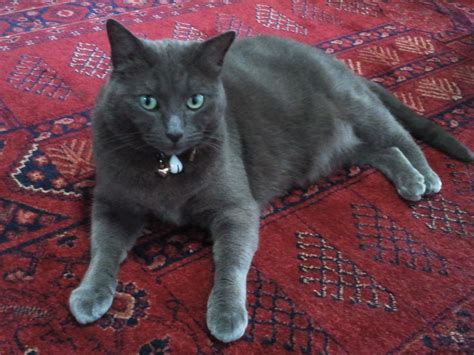 Mystic Female Russian Blue Mix Cat In Vic Petrescue