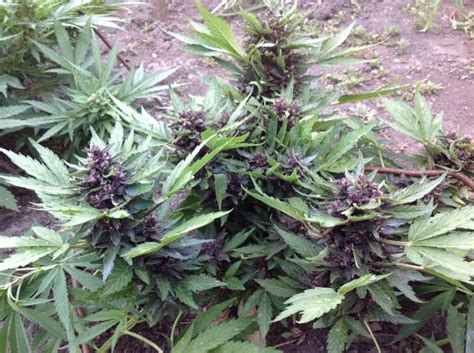 Dark Purple Auto Autoflowering Cannabis Seeds Delicious Seeds