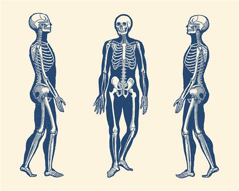 Side View Skeleton Vintage Anatomy Print Drawing By Vintage Anatomy