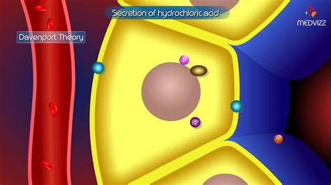 Hydrochloric Acid Secretion By Parietal Cells In Stomach Physiology