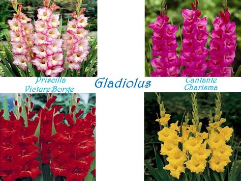 Di malaysia, jenis bunga melur yang banyak didapati dan ditanam sebagai pokok hiasan laman ialah jenis jasminum samba bunga mawar atau ros merupakan sejenis tumbuhan berbunga yang sering di tanam sebagai pokok hiasan. Kebun Bahagia Bersama: Pre-Order Benih Ubi Bunga Gladiolus