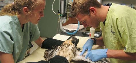 Native Wildlife Rehabilitation North Carolina Zoo