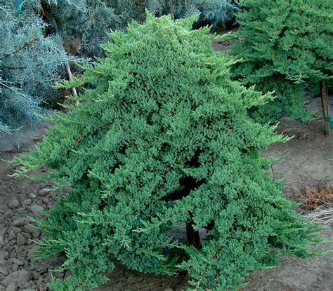 Juniperus Procumbens Nana Dwarf Japanese Garden Juniper Kigi Nursery