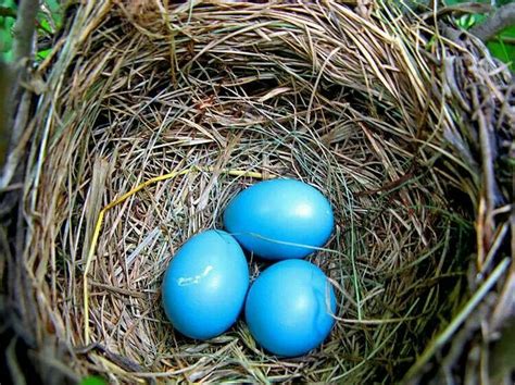 Robins Eggs Blue Eggs Bird Species