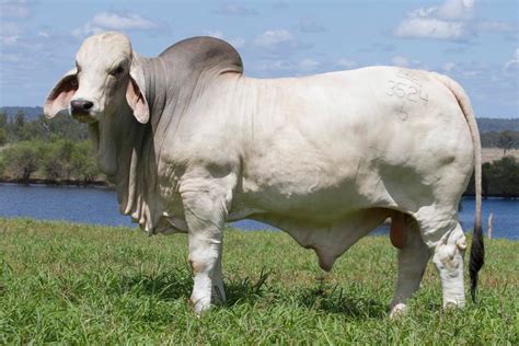 Introduced to australia in 1933. New $325,000 Australian Brahman bull record