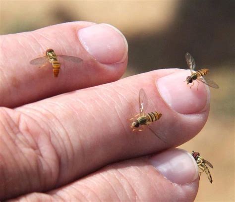 Flower's plus insects, thank you for watching guys thank you so much. Sweat Bee-Like Insects Invade Pickaway Summer - Scioto Post