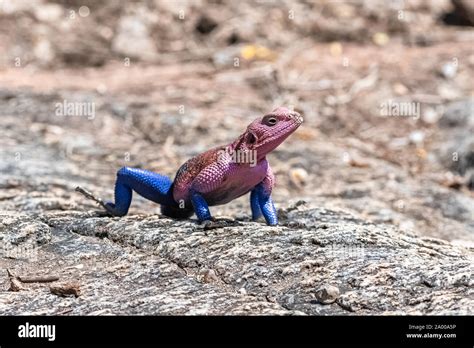 Rainbow Lizard Agama Agama Colorful Lizard Standing In Africa Male