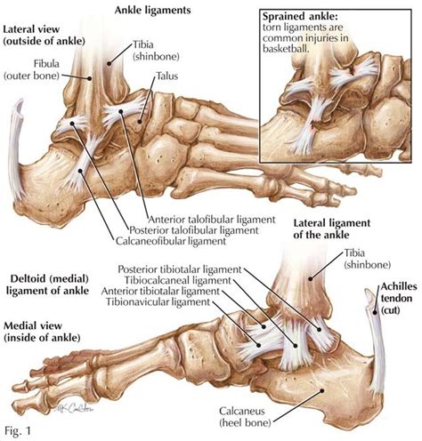 Ankle Ligaments Lateral View Outside Of Ankle Foot And Ankle Anatomy