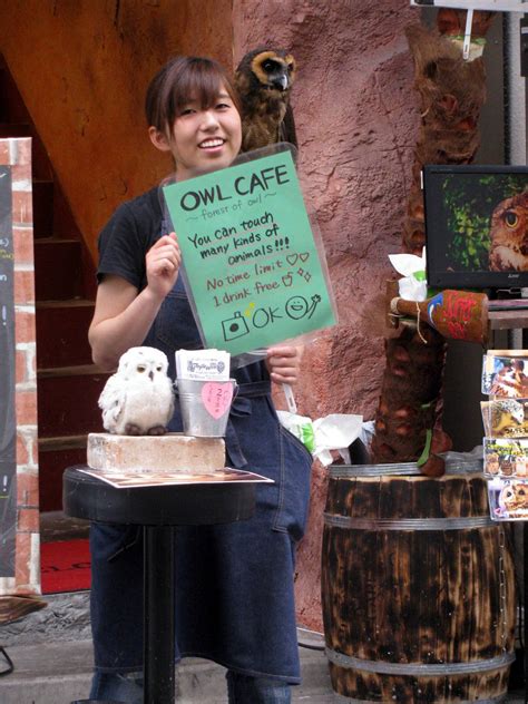 Owl Cafe Photo