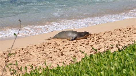 Hawaiian Monk Seals Humpback Whales And Kolea At Mahaulepu Beach