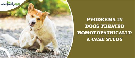 Pyoderma In Dogs Symptoms Causes Diagnosis Treatment With Homeopathy