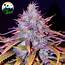 Blue Dream Cannabis Seeds By Cali Weed