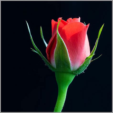 41 Lovely Rose Pictures