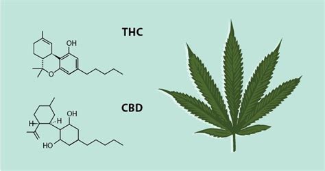 The Endocannabinoid System A Beginners Guide Leaf Science