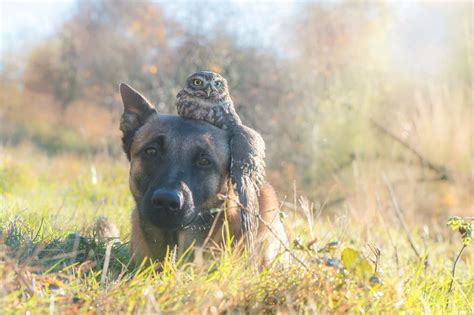 These Adorable Photos Of Ingo The Dog And His Owl Friends Are The Best