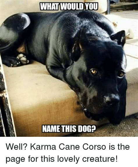 Afbeeldingsresultaat Voor Cane Corso Meme Animals And Pets Funny