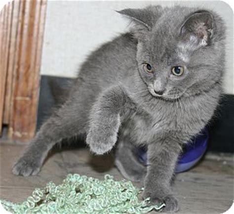 The russian blue is a cat breed that comes in colors varying from a light shimmering silver to a darker, slate grey. Plainville, MA - Russian Blue. Meet Martini a Kitten for ...