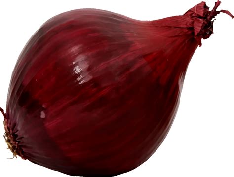 Onlinelabels Clip Art Red Onion