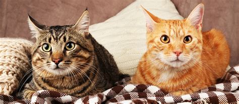 Best Ways To Introduce Cats To Each Other Animal Authority