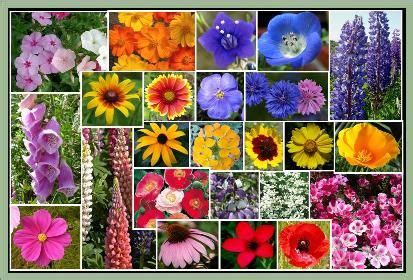 Maybe you would like to learn more about one of these? Pacific Northwest Wildflower Seed Mix - Regional Flower ...