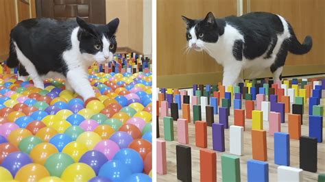 Color Obstacle For The Cat Challenge Youtube