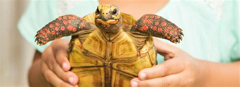 Box turtles are a group of turtles that live in north america. Pet Turtle & Tortoise Supplies | PetSmart