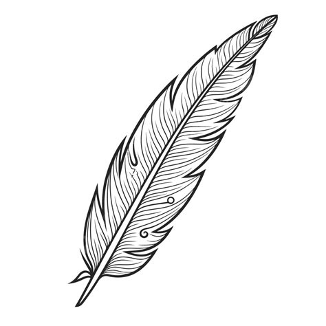 Drawing Of A Feather Quill On A White Background Outline Sketch Vector