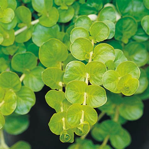 It is a shade that can promote feelings of energy and creativity depending on its level of. 20 Best Shade Plants for Containers - Sunset Magazine