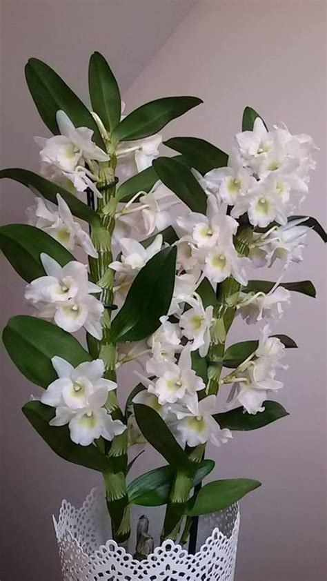 Excerpts and links may be used, provided that full and clear credit is given to my first orchid with appropriate and specific direction to the original content. Best 12 Hydrogen peroxide - the best fertilizer for ...