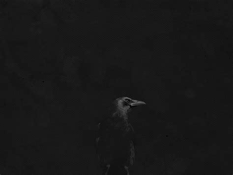 Dark Crow Wallpapers Top Free Dark Crow Backgrounds Wallpaperaccess
