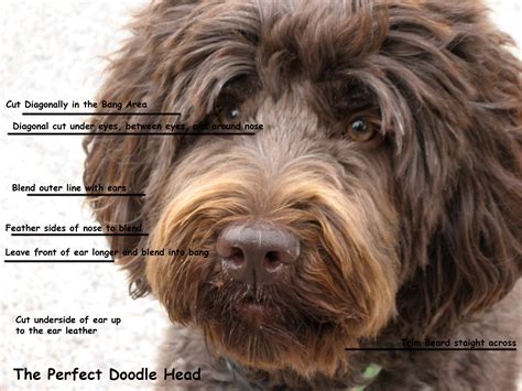 Grooming for doodles is very similar, so you will have better luck finding a grooming video tutorial if you search for doodles. grooming labradoodles - Google Search | Goldendoodle ...