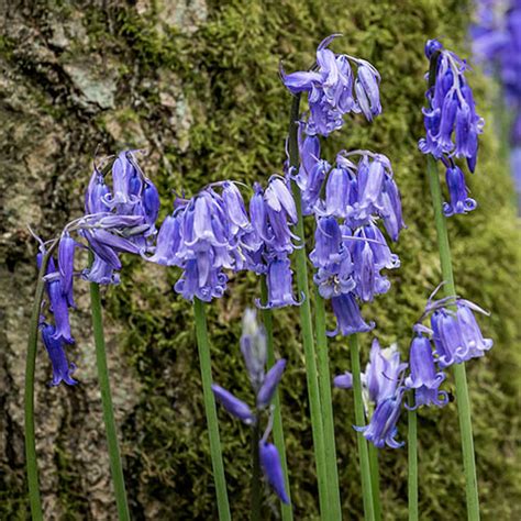 English Native Bluebells Pack Of 25 In The Yougarden