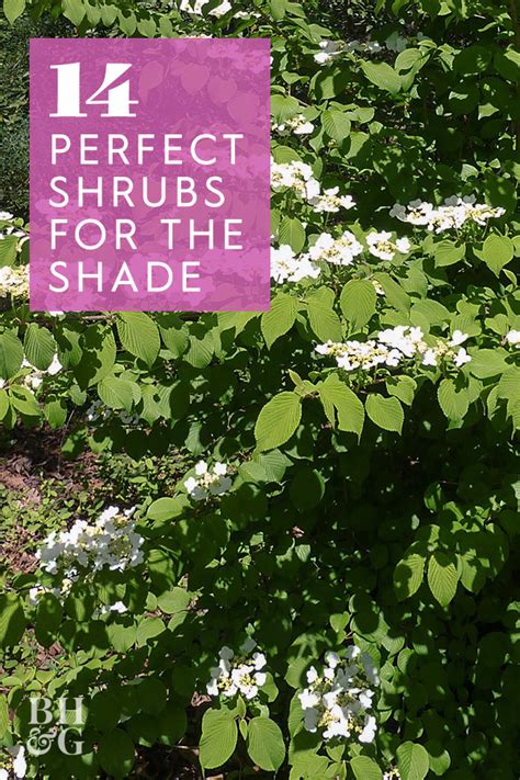 Landscaping A Shady Area Is Easy With This Select Group Of Shrubs That