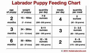Feeding Your Labrador Puppy Full Guide And Diet Chart