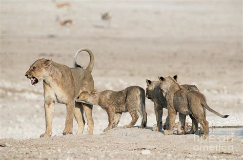 Lioness Scowling At Her Cubs Photograph By Tony Camachoscience Photo
