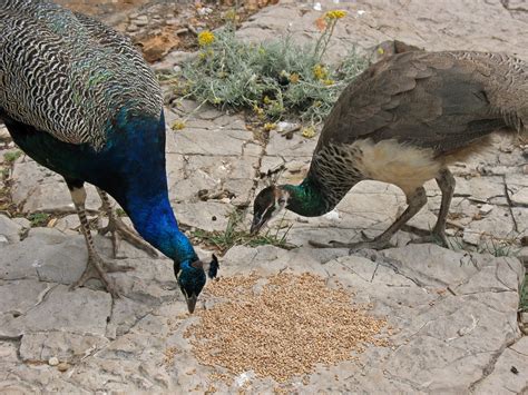 People are amazed when a peacock (male bird) begins to walk around and display its magnificent tail feathers. peacocks eating lunch on Lokrum | The first written ...
