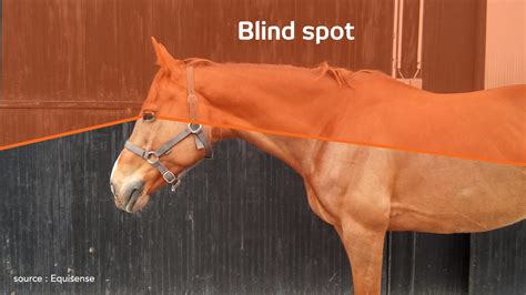 6 Questions We Ask Ourselves About Our Horses Sight Equisense Blog