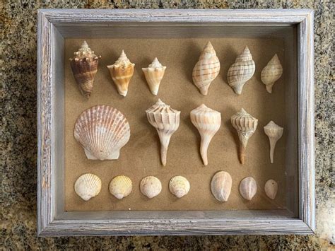 There Are Many Seashells In The Shadow Box