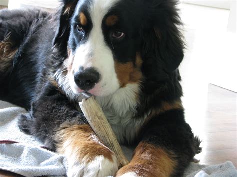 Just Over 6 Months Already Bernese Dog Bernese Mountain Dog