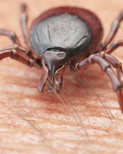 2019 Tick Season Is Here How To Spot Signs Of The Critters Ticks
